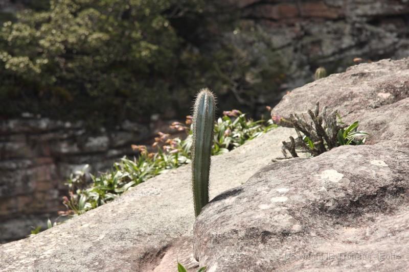 25 Chapada plants.jpg